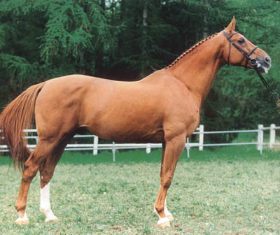 SKIPPY II - Warmblood Stallion
